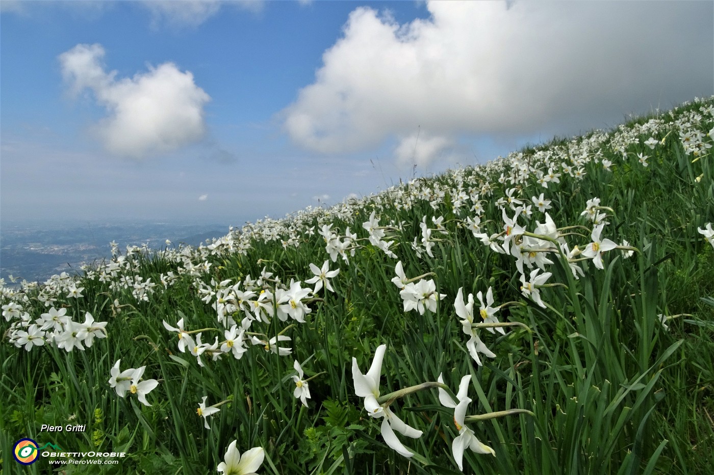 59 I narcisi sono rivolti verso il sole, dal monte guardano la pianura....JPG